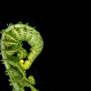 A partially-unfurled ostrich fern. When younger, these are called fiddleheads when harvested for consumption